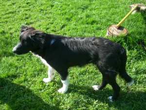 Merlin20111016Merlin4 039.jpg